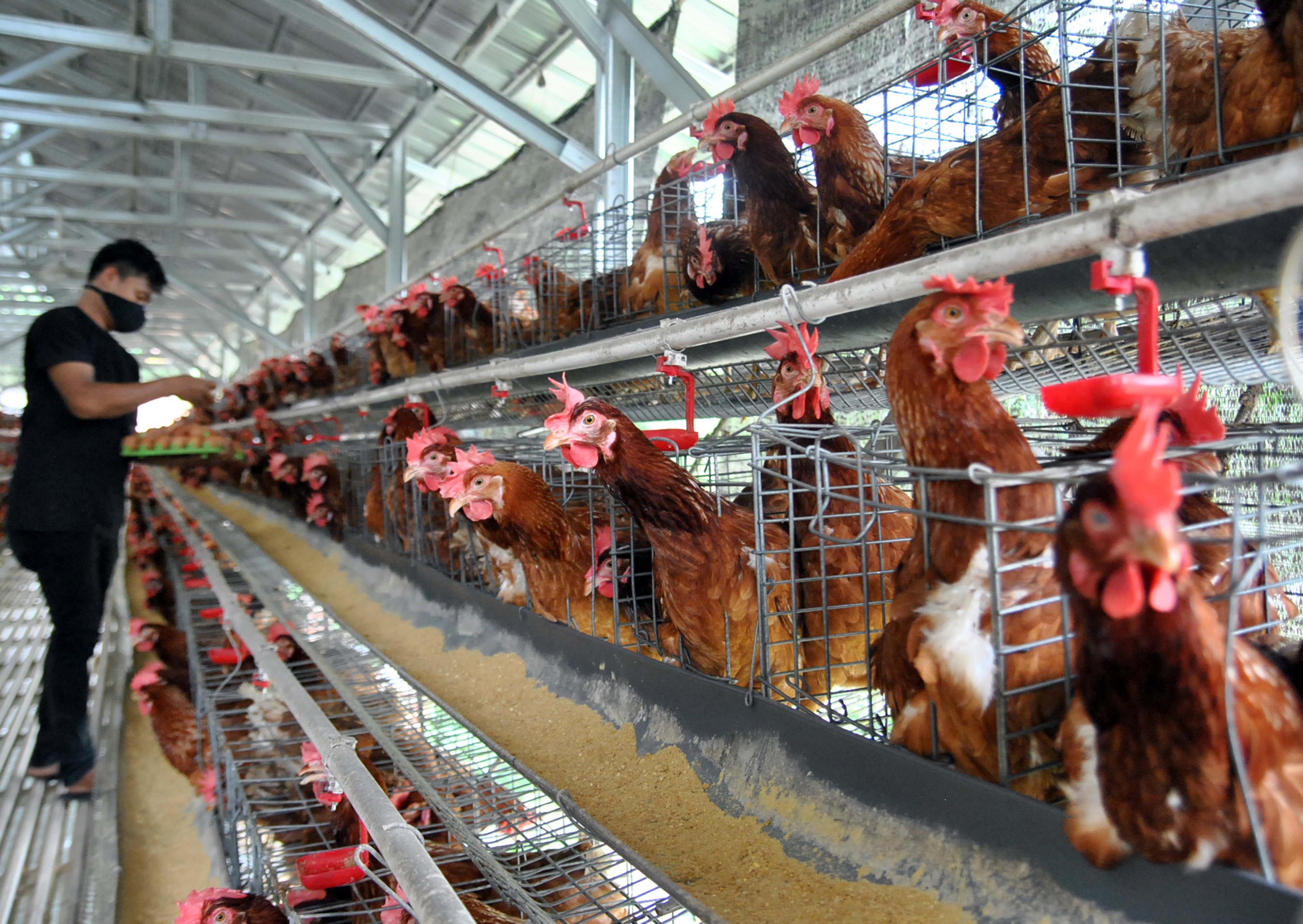 Harga Telur Ayam Ras Anjlok, Mentan Siapkan Strategi Ini